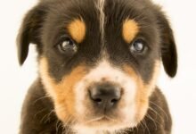 Dream About Dogs Mating – Analysis and Explanation