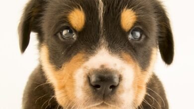 Dream About Dogs Mating – Analysis and Explanation