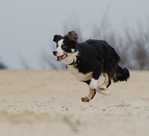 51 640 - Dream About Dog Chasing Me – Understanding Its Implications