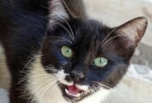 Dream About Cat With Tail Cut Off – Spiritual and Psychological Insights