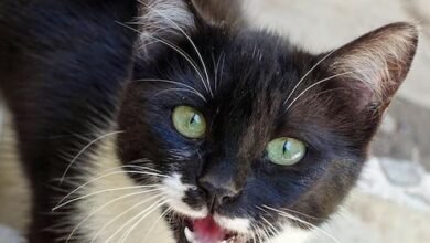 Dream About Cat With Tail Cut Off – Spiritual and Psychological Insights
