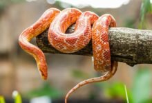 Dream About Snake And Fish – Symbolism and Significance