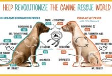 Dream About Being Chased And Bitten By A Dog – Symbolism and Significance