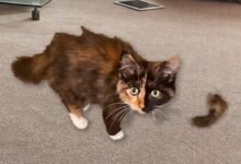 Dream About Cat Losing Tail – What It Could Indicate
