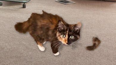 Dream About Cat Losing Tail – What It Could Indicate