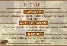 Dream About Snake And Monkey – Symbolism and Significance