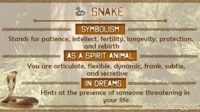 Dream About Snake And Monkey – Symbolism and Significance