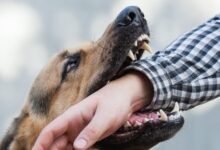 5256 dream about dog biting me what it could indicate 220x150 - Dream About Dog Peeing On The Floor – Exploring the Meaning