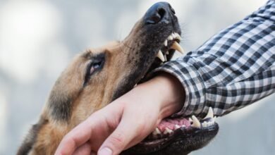 Dream About Dog Biting Me – What It Could Indicate