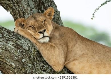 526301 - Dream About Sleeping Lion – Exploring the Meaning