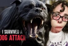 Dream About Dog Being Attacked – Spiritual and Psychological Insights