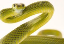 Dream About Snakes Killing Each Other – Symbolism and Significance