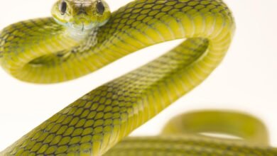 Dream About Snakes Killing Each Other – Symbolism and Significance