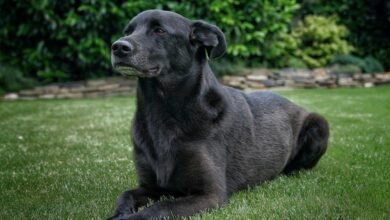Dream About 2 Black Dogs – Decoding the Message