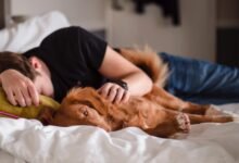 Dream About Dog Laying On Me – Decoding the Message