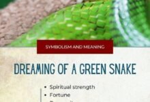 Dream About Snake Turning Into Cat – What It Could Indicate