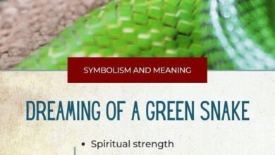Dream About Snake Turning Into Cat – What It Could Indicate