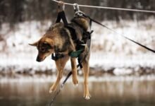 Dream About Dog Tied Up – Analysis and Explanation