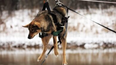 Dream About Dog Tied Up – Analysis and Explanation