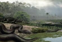 Dream About Big Snake Islam – Understanding Its Implications