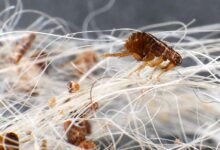 Dream About Dog Fleas – What It Could Indicate