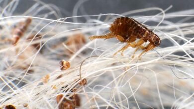 Dream About Dog Fleas – What It Could Indicate