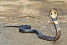Dream About Holding A Snake By The Head – Exploring the Meaning