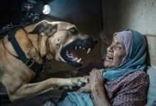 Dream About Being Attacked By A Dog – Spiritual and Psychological Insights