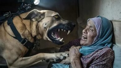 Dream About Being Attacked By A Dog – Spiritual and Psychological Insights