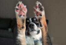 Dream About Dog Losing Paw – What It Could Indicate