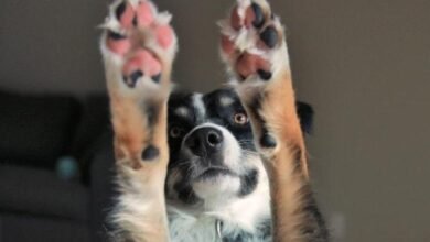 Dream About Dog Losing Paw – What It Could Indicate