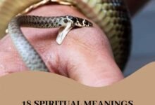 Dream About Snake Trying To Bite You – Decoding the Message