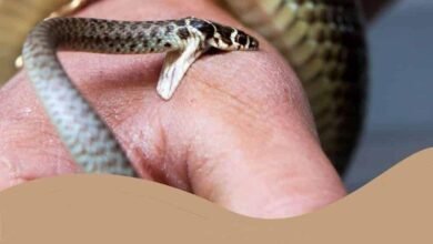 Dream About Snake Trying To Bite You – Decoding the Message