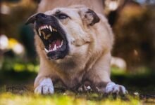 Dream About Dog Biting My Neck – Spiritual and Psychological Insights