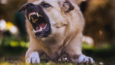Dream About Dog Biting My Neck – Spiritual and Psychological Insights