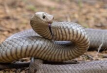 Dream About A Venomous Snake Biting Me – Spiritual and Psychological Insights