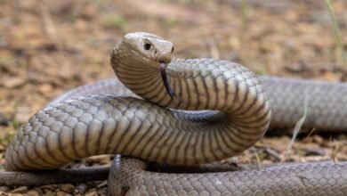 Dream About A Venomous Snake Biting Me – Spiritual and Psychological Insights