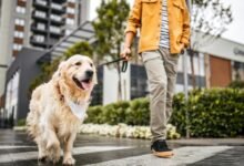 Dream About Dog Walking – Spiritual and Psychological Insights