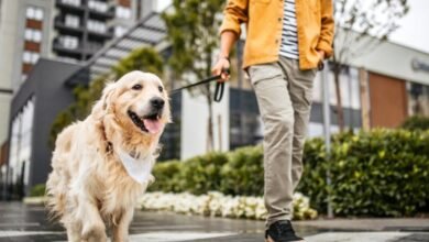 Dream About Dog Walking – Spiritual and Psychological Insights