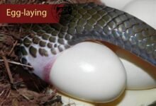 Dream About Snake Laying Eggs – Exploring the Meaning