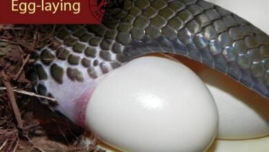 Dream About Snake Laying Eggs – Exploring the Meaning