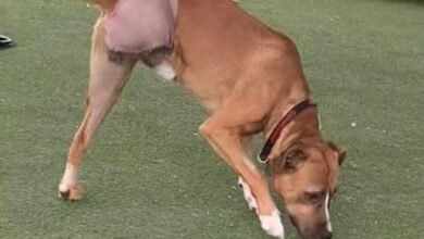 Dream About Dog Losing Leg – Exploring the Meaning