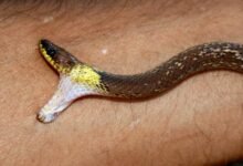 Dream About Snake Biting Me Islam – Hidden Messages and Insights