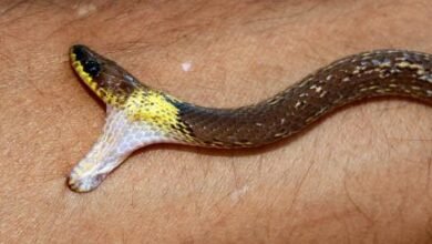 Dream About Snake Biting Me Islam – Hidden Messages and Insights