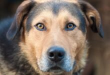 Dream About Dog Staring At Me – Symbolism and Significance