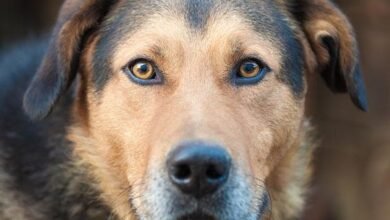 Dream About Dog Staring At Me – Symbolism and Significance