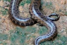 Dream About Long Snake – Hidden Messages and Insights