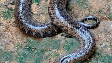 Dream About Long Snake – Hidden Messages and Insights