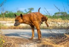Dream About Dog Peeing On The Floor – Exploring the Meaning