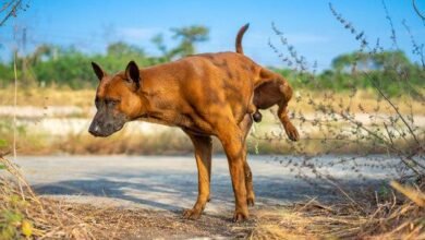 Dream About Dog Peeing On The Floor – Exploring the Meaning